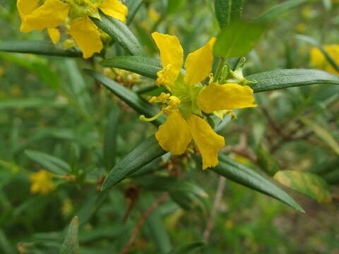 Plancia ëd Heimia salicifolia (Kunth) Link