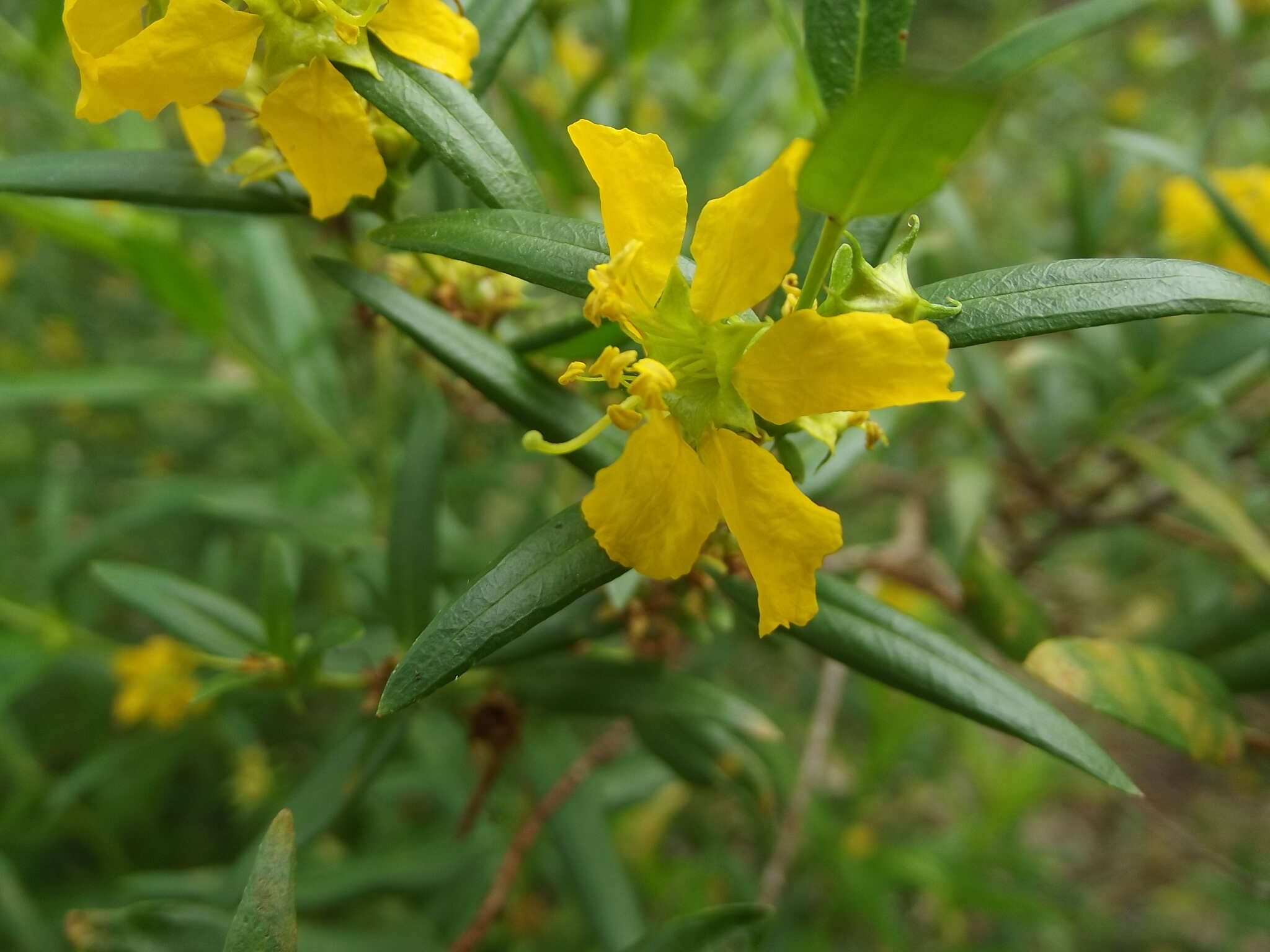 Image of shrubby yellowcrest