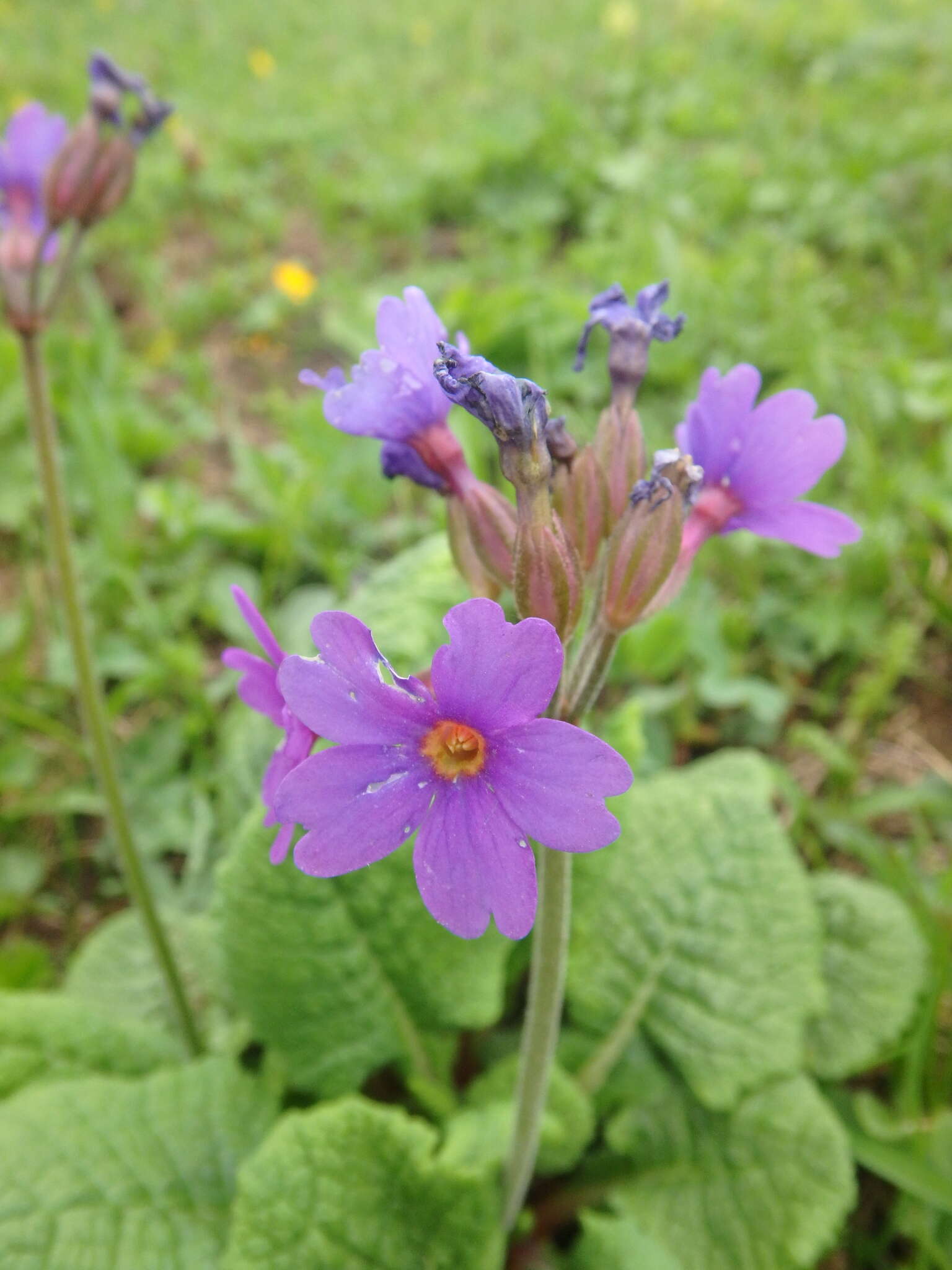 Image of Primula amoena M. Bieb.