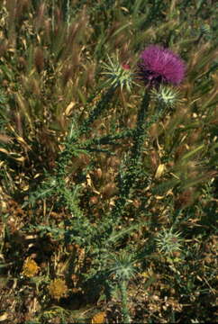 Image of Onopordum carduiforme Boiss.