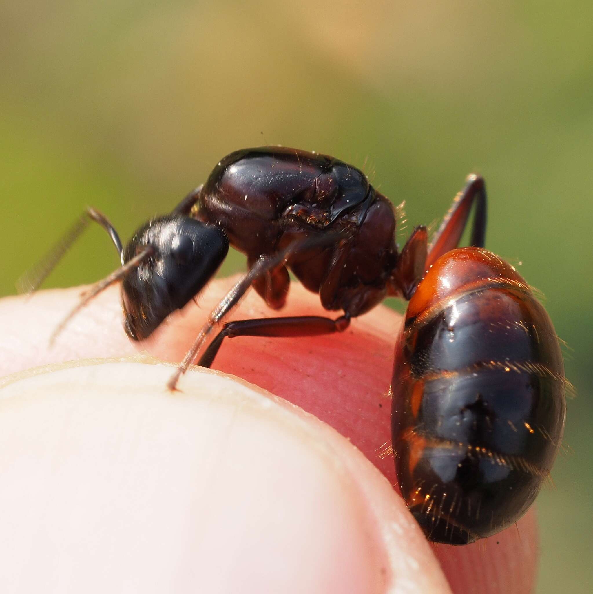 Слика од Camponotus ligniperdus (Latreille 1802)