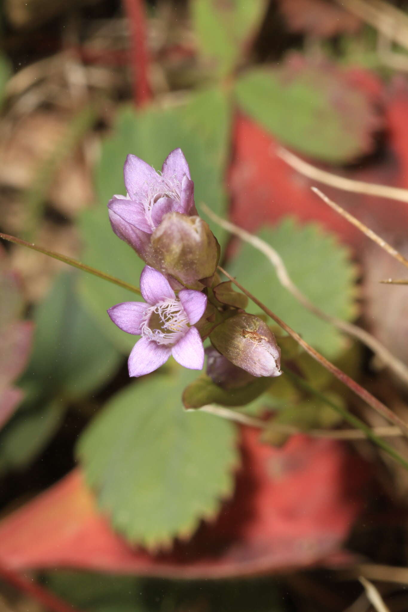 Image of autumn dwarf gentian