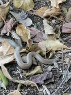 Image of Mexican Hook-nosed Snake