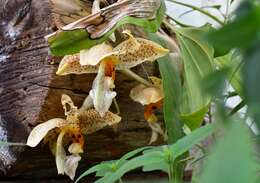 Image of Stanhopea oculata (Lodd.) Lindl.