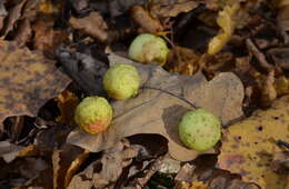 Image of cherry gall