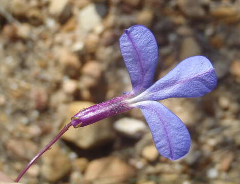 Image of Buck's horn lobelia