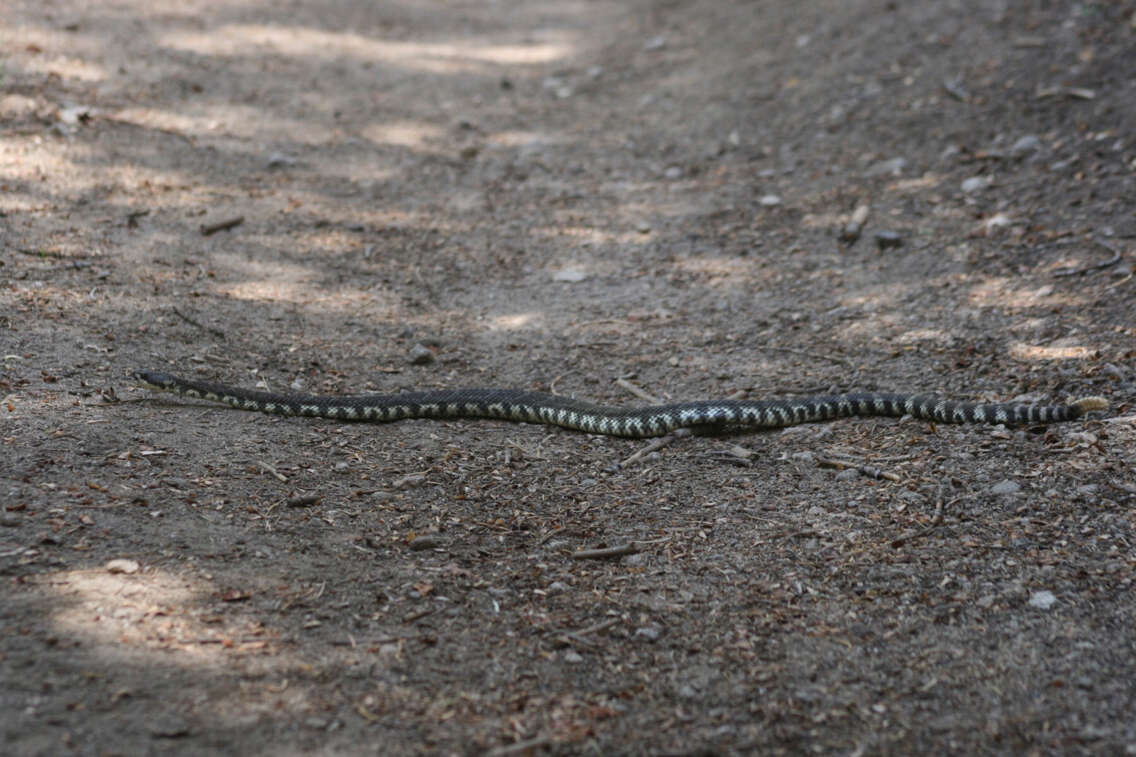 Image of Crotalus oreganus oreganus Holbrook 1840