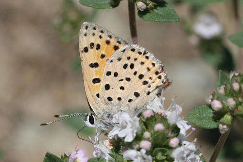 Image of <i>Lycaena ophion</i>