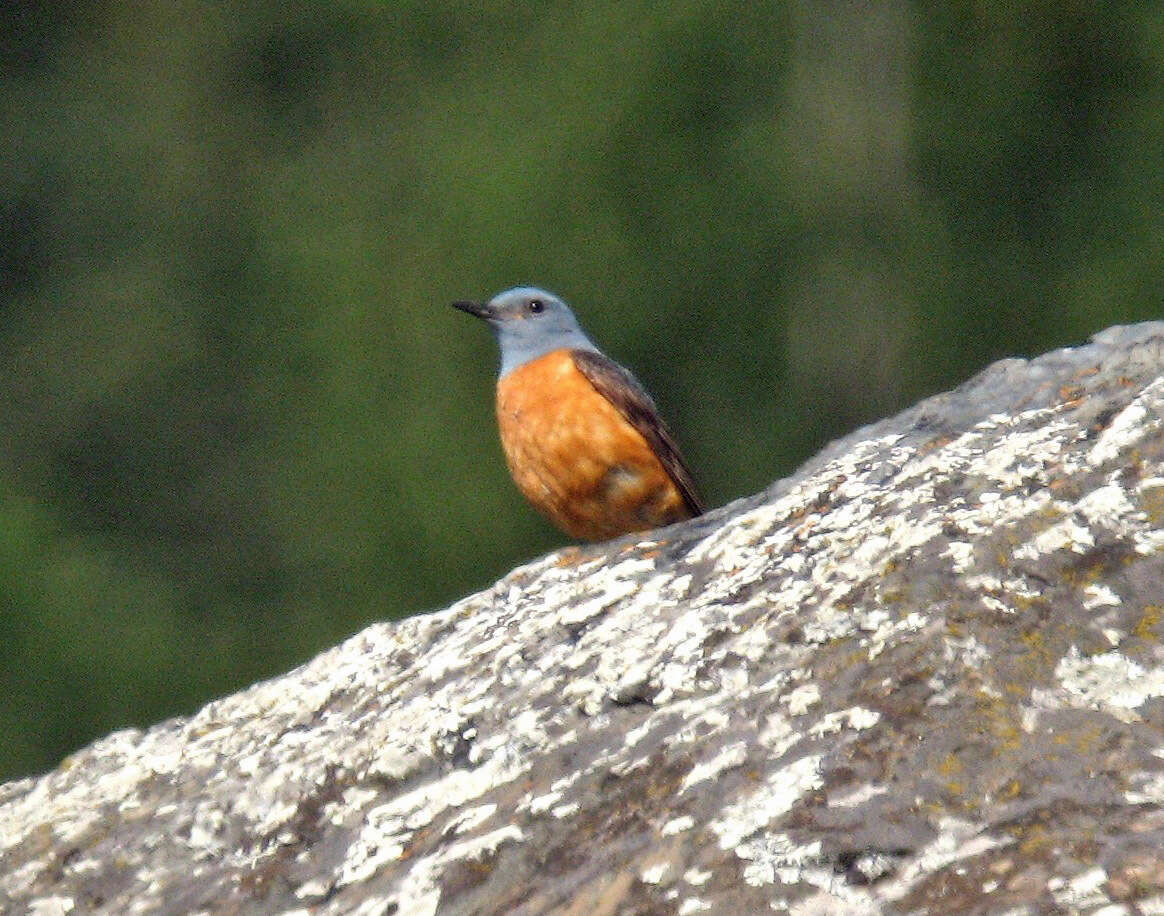 Plancia ëd Monticola saxatilis (Linnaeus 1766)