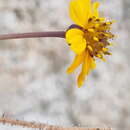 Image of Chrysanthellum pilzii J. L. Strother