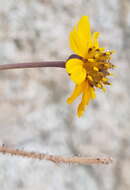 Plancia ëd Chrysanthellum pilzii J. L. Strother