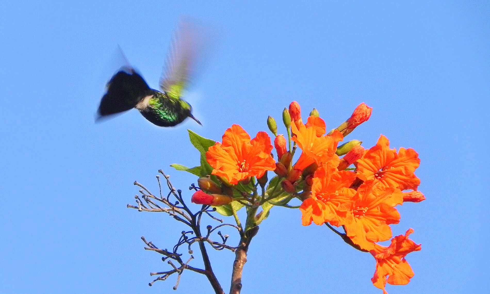 Chlorostilbon mellisugus (Linnaeus 1758) resmi