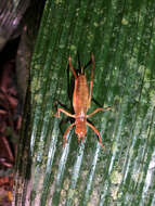 Image of Melanonotus powellorum Rentz & D. C. F. 1975