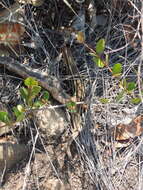 Image of Yellow-throated Plated Lizard