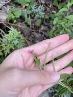 Imagem de Epilobium brevifolium subsp. trichoneurum (Hausskn.) Raven