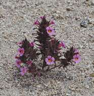 Image of Bigelow's monkeyflower