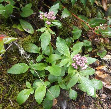 Image of Scouler's Valerian