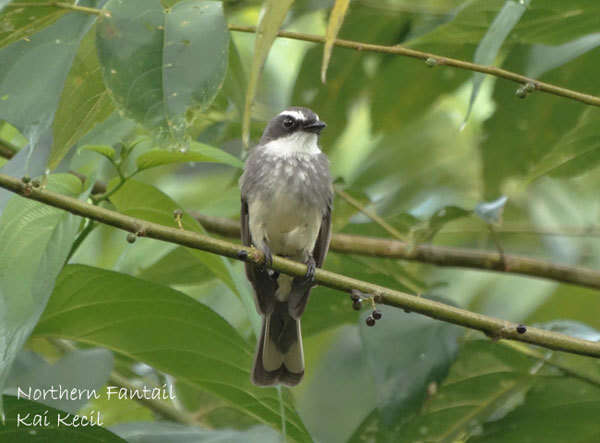 Imagem de Rhipidura rufiventris assimilis Gray & GR 1858