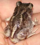 Image of Hurter’s Spadefoot