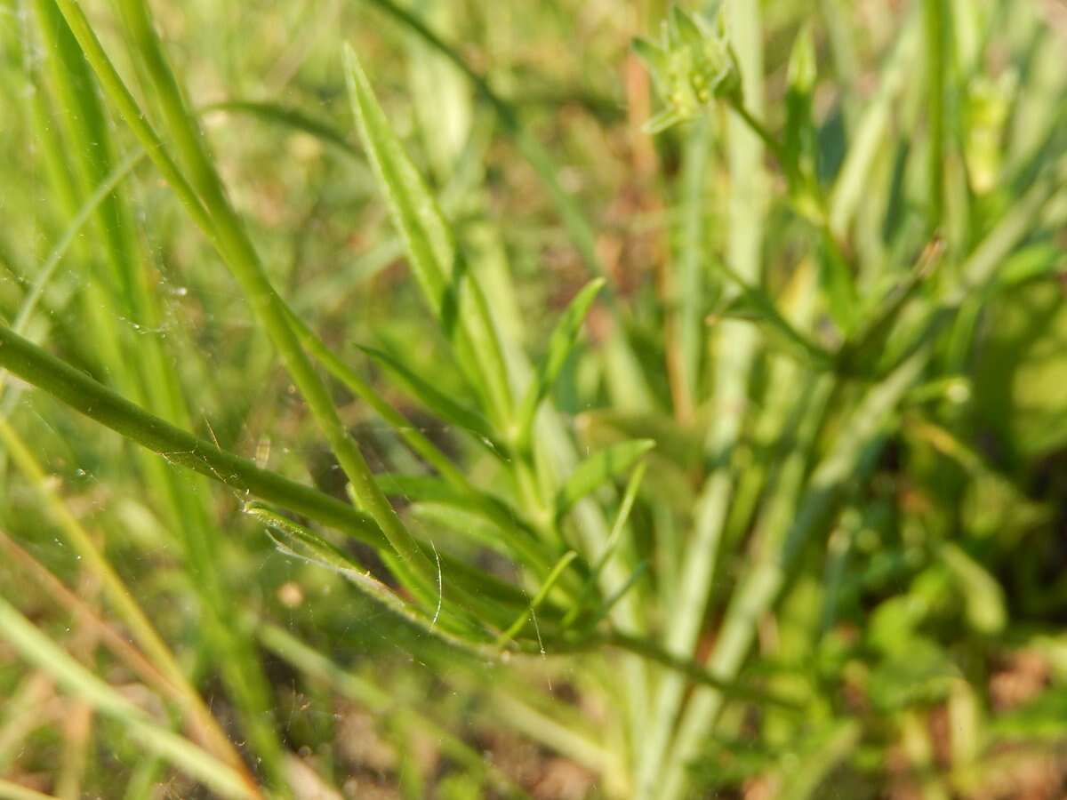 Image of Knautia illyrica Beck