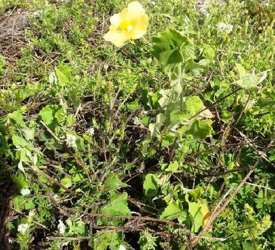 Image of lion's ear