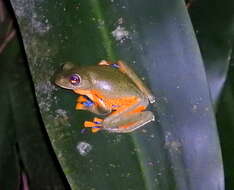 Image of Black-webbed Treefrog