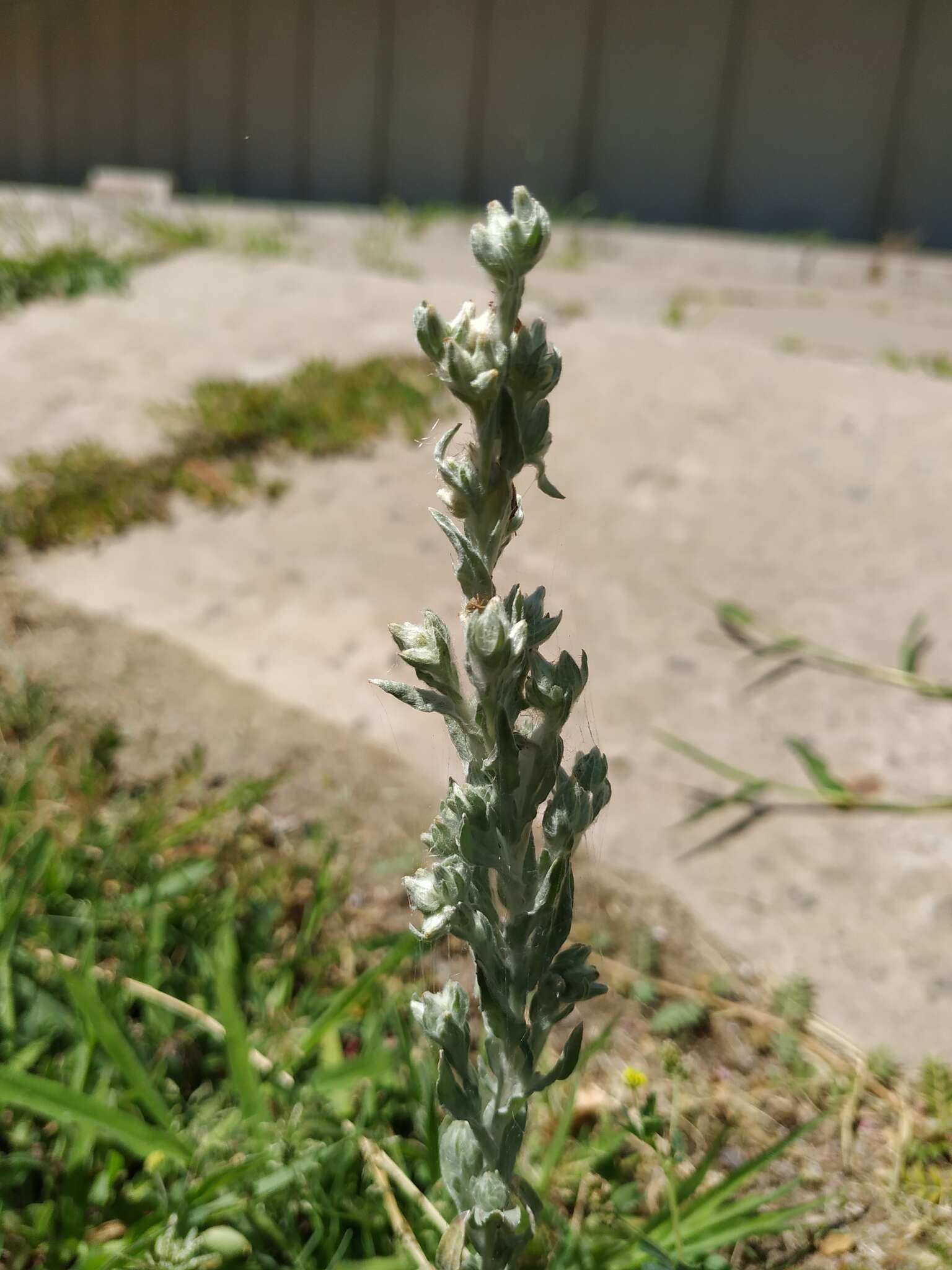 Image of field cudweed