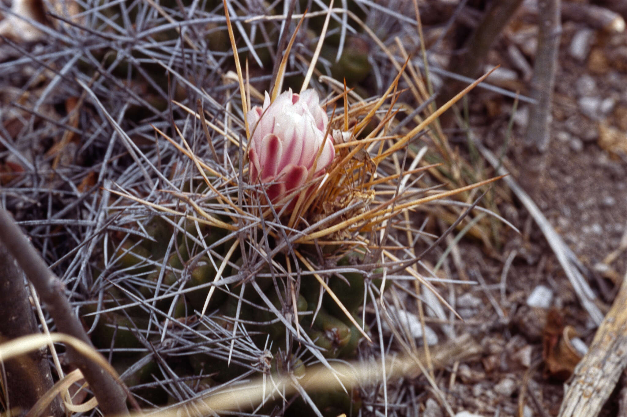 Image of Thelocactus tulensis (Polseg.) Britton & Rose