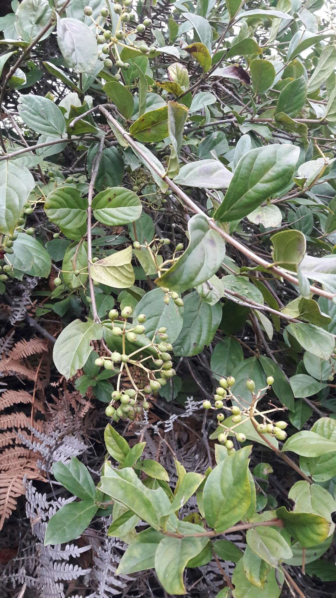 Image of Viburnum triphyllum Benth.