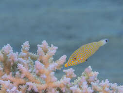 Image of Red Sea longnose filefish