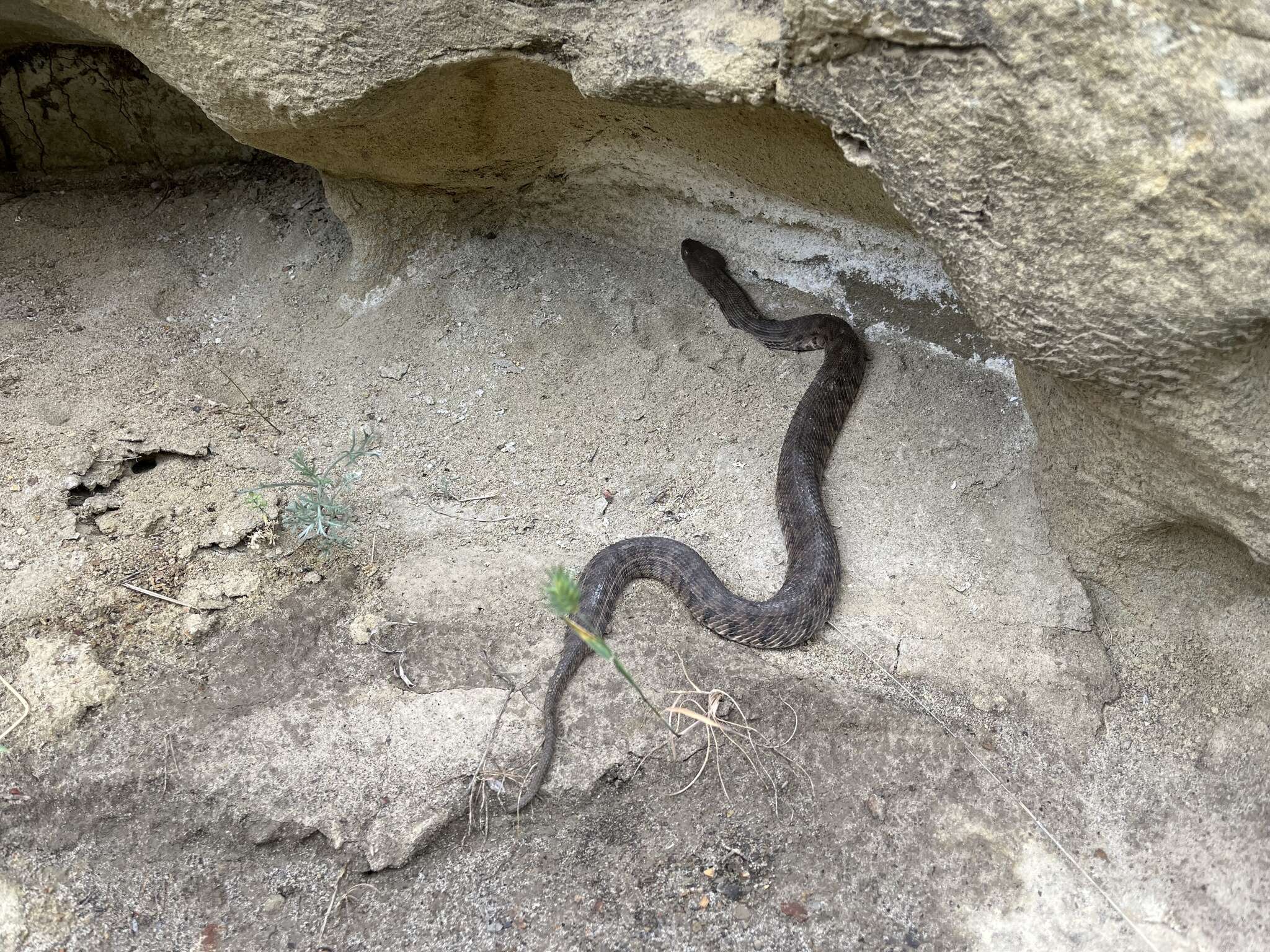 Sivun Macrovipera lebetinus obtusa (Dwigubsky 1832) kuva