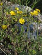 Image de Potentilla hirta L.