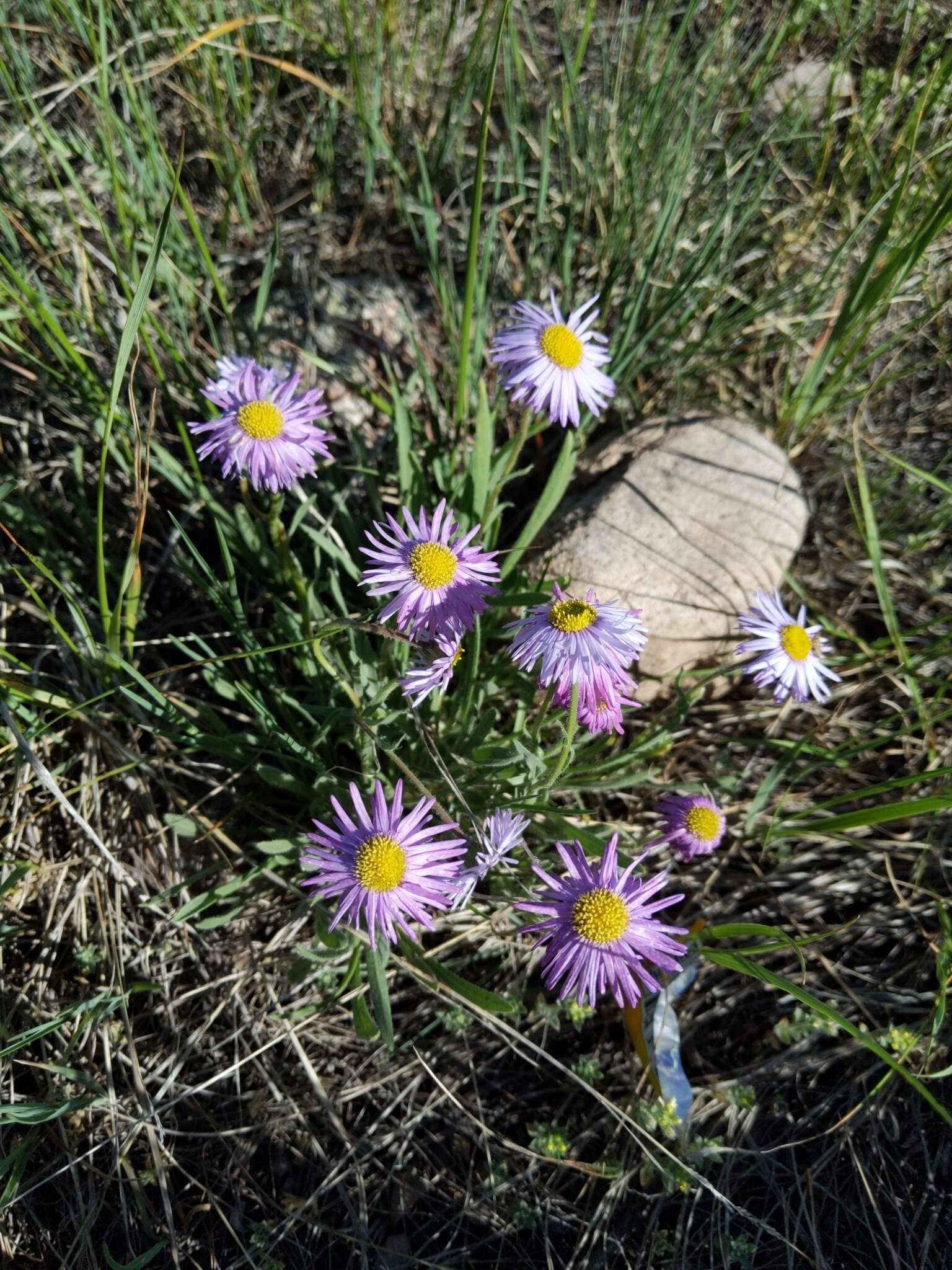 Image of early bluetop fleabane