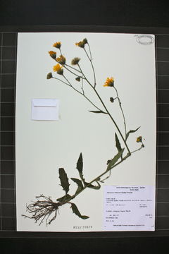 Image of Robinson's hawkweed
