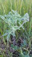 Image of large Indian breadroot