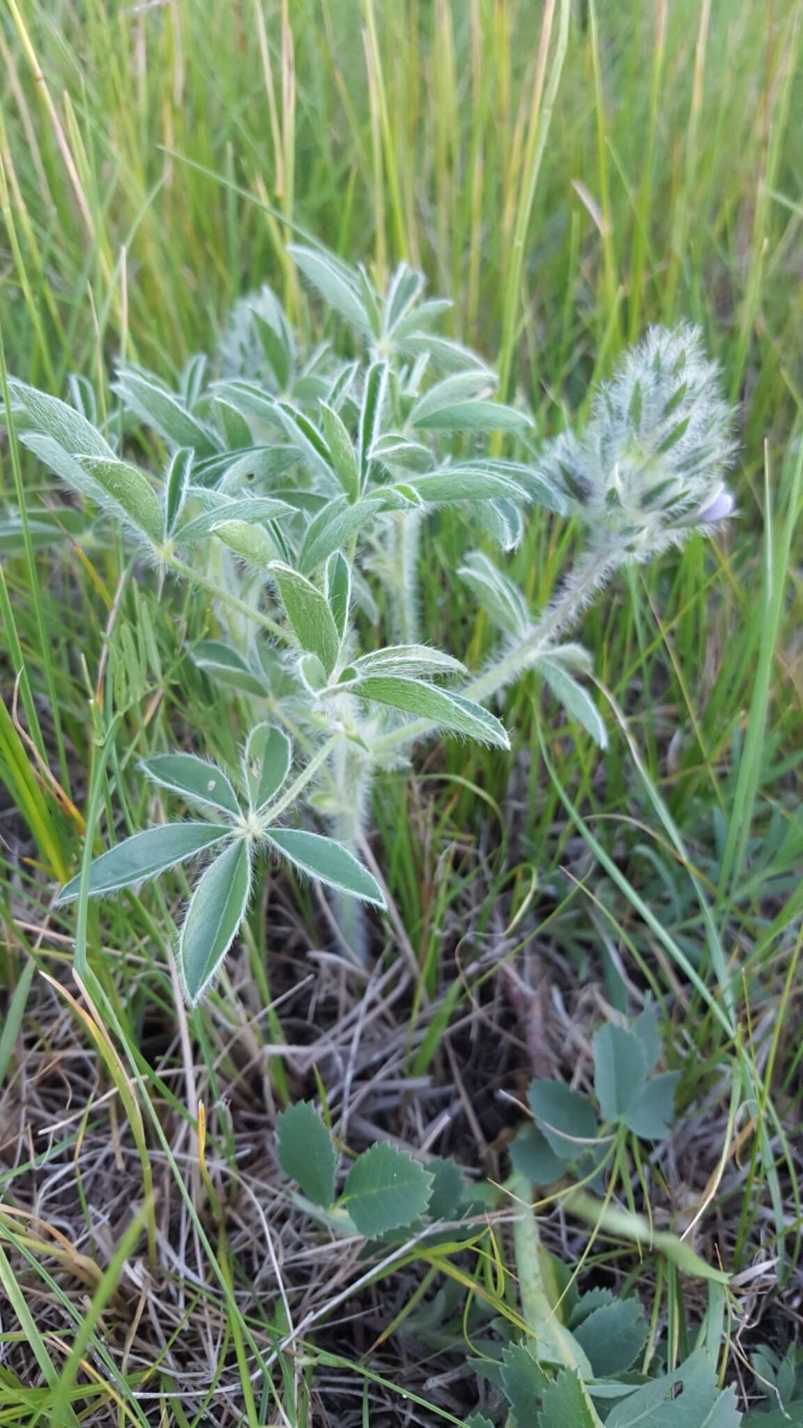 Image of large Indian breadroot