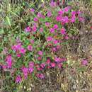 Слика од Clarkia concinna subsp. raichei G. A. Allen, V. S. Ford & L. D. Gottlieb