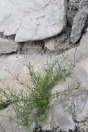 Image of Silene saxifraga L.