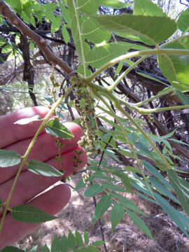 Image of Arizona walnut