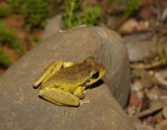 Image of Lesueur's frog