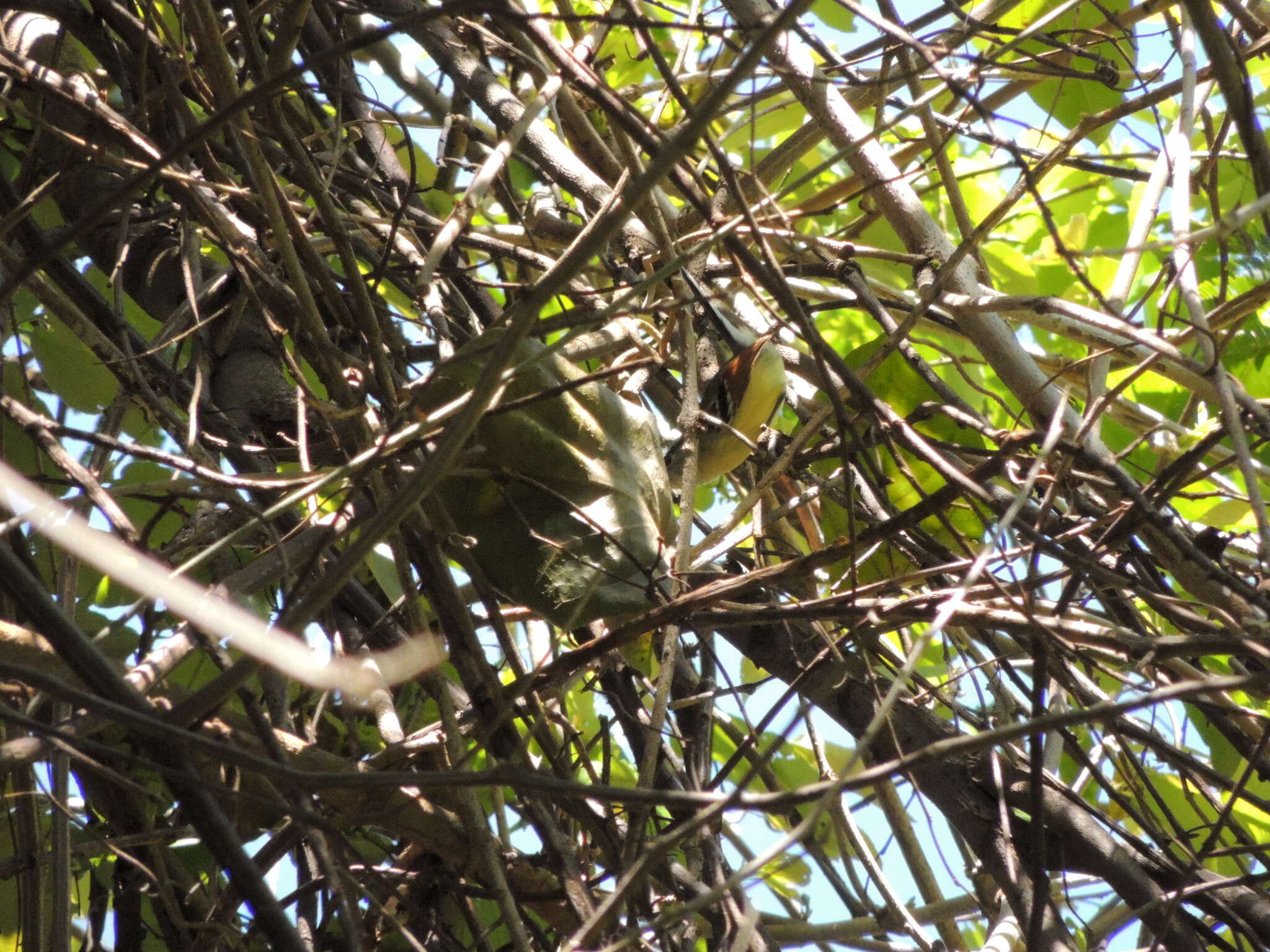 Image of Rufous-winged Antwren