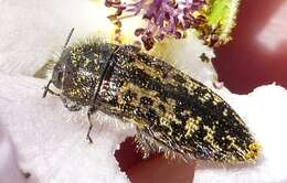 Image of Acmaeodera labyrinthica Fall 1899