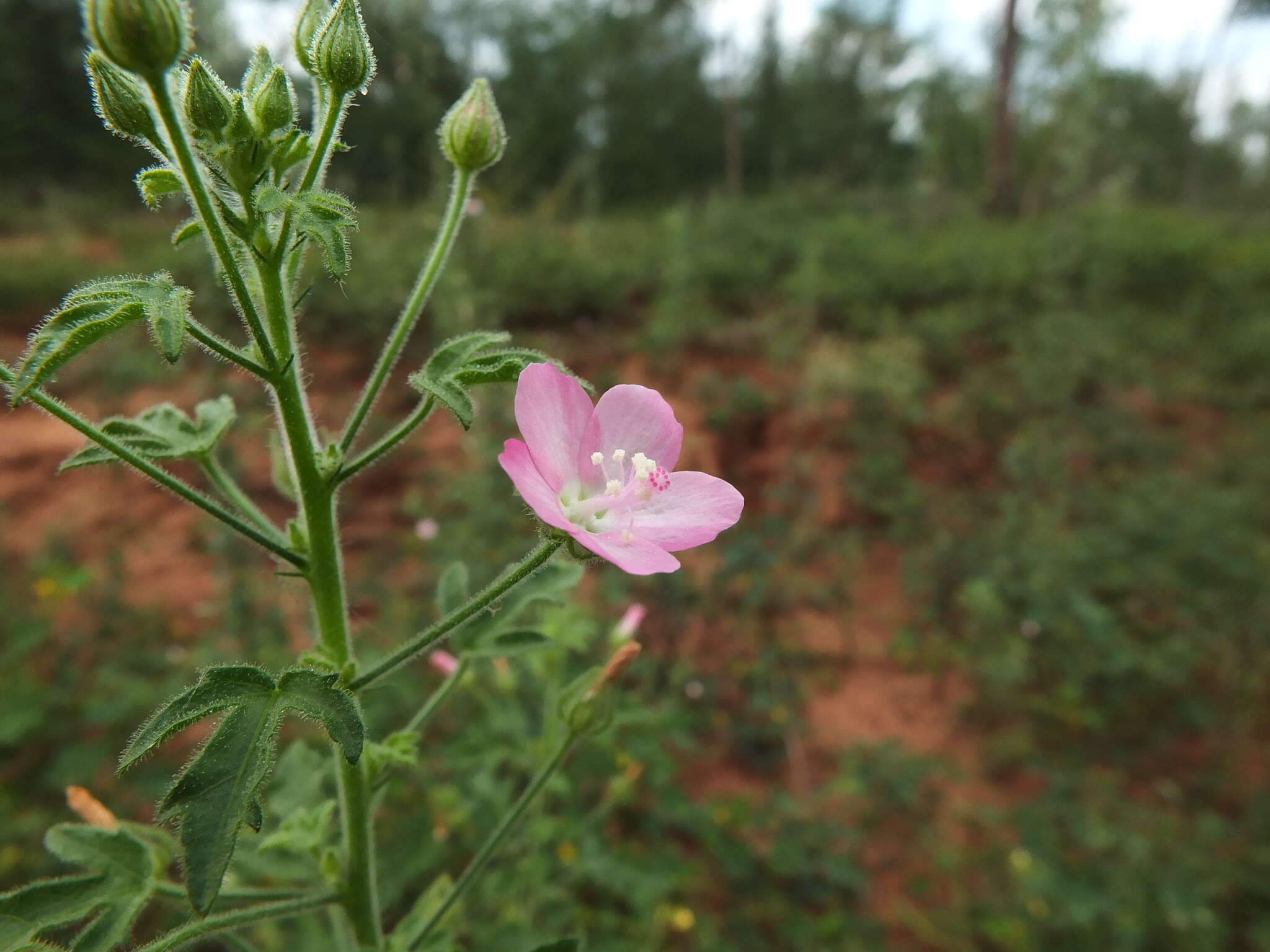 Image of Pavonia zeylanica (L.) Cav.