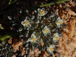 Image of Limeum africanum L.