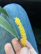 Image of Acacia leptocarpa A. Cunn. ex Benth.