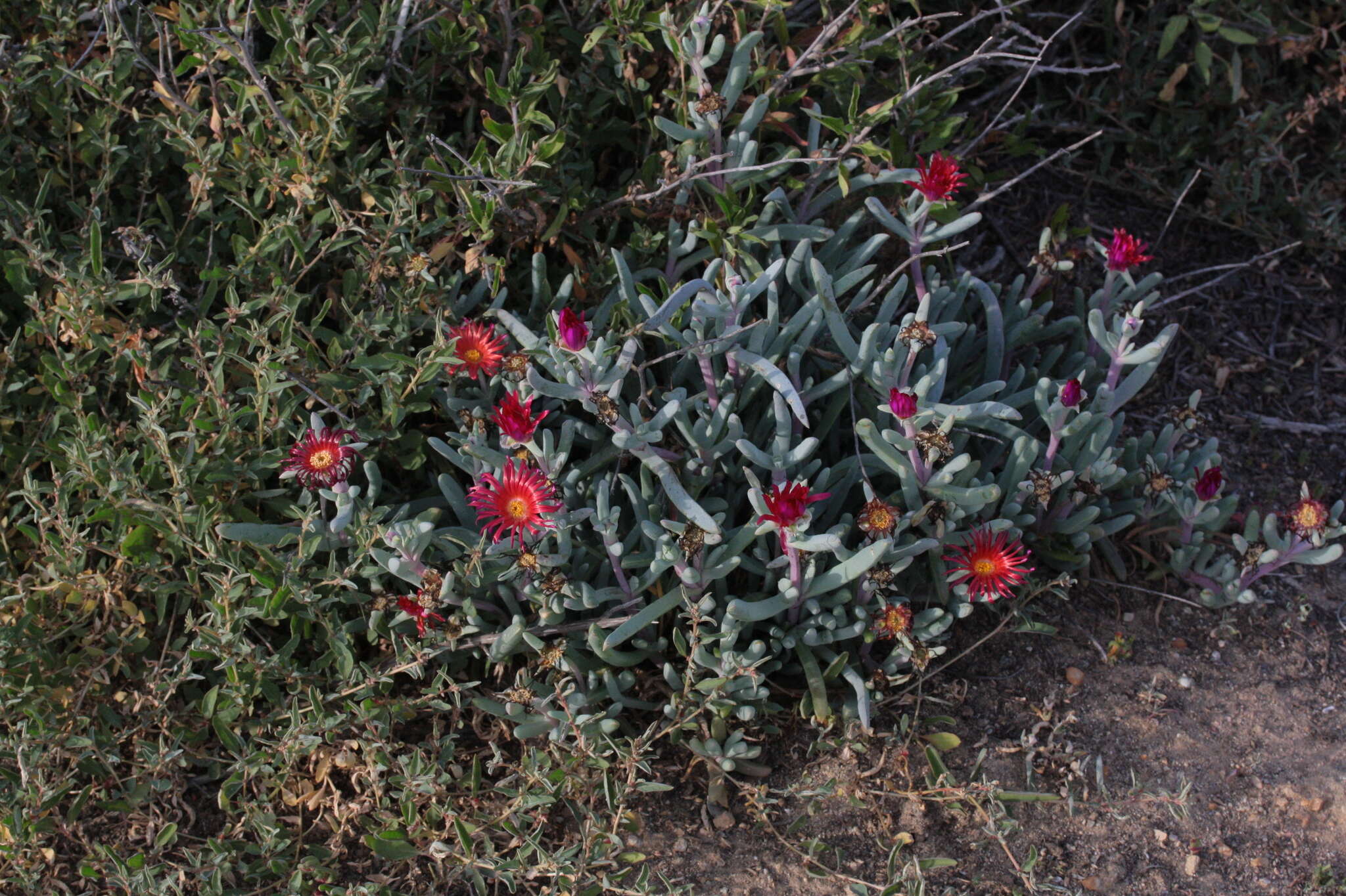صورة Malephora crocea (Jacq.) Schwant.