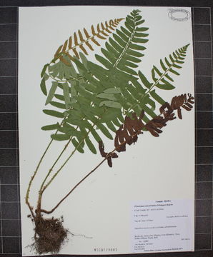 Image of Christmas fern