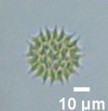 Image of Pseudopediastrum