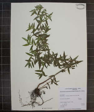 Image of Virginia mountainmint