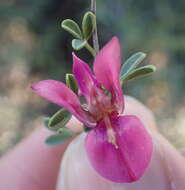 Image of Indigofera nigromontana Eckl. & Zeyh.